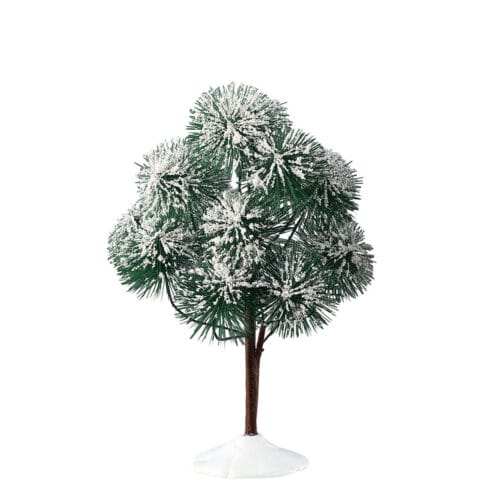 Mountain Pine